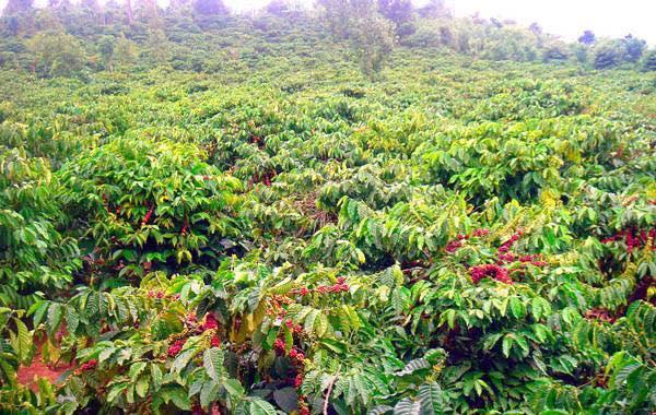 Deva's Coffee Farm