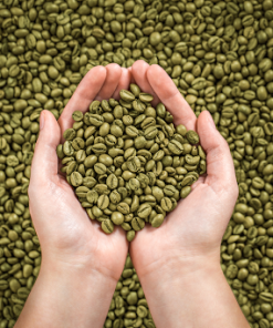 Green Bean Coffee In Vietnam