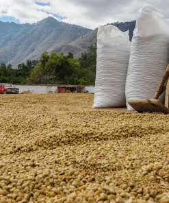 Green Coffee Beans