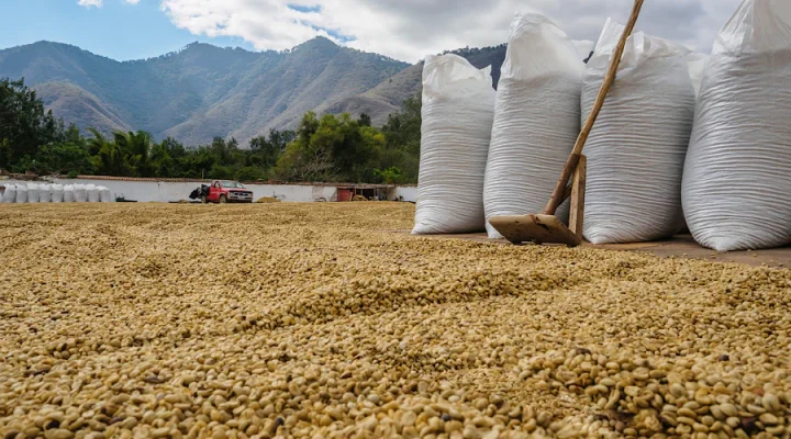Vietnam Coffee Beans