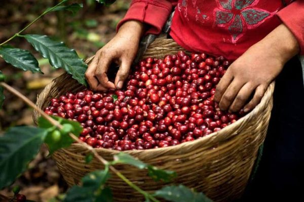 Vietnam Arabica coffee